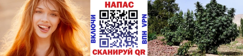 Конопля гибрид  Тырныауз 